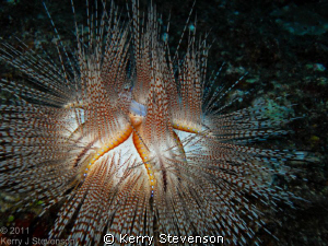 Blue-Spotted Urchin, very rare in the Hawaiian Islands.  ... by Kerry Stevenson 